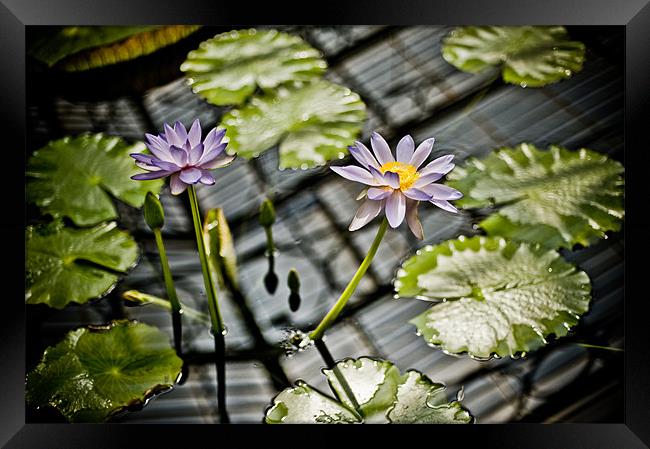 Purple Water Lily Framed Print by Mark Llewellyn