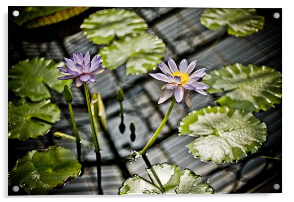 Purple Water Lily Acrylic by Mark Llewellyn