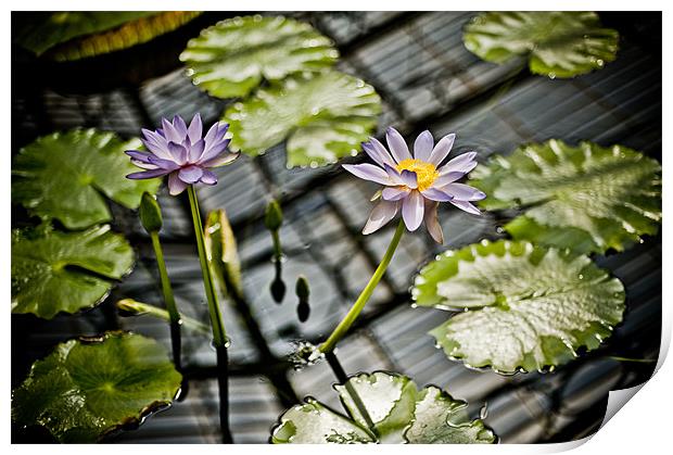 Purple Water Lily Print by Mark Llewellyn