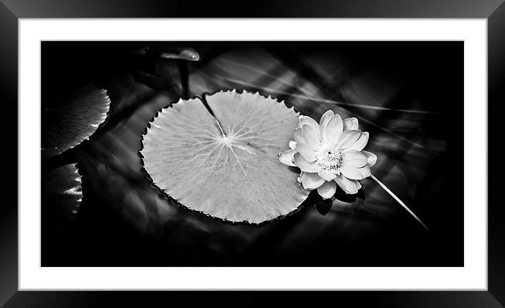 Sunlit Water Lily Framed Mounted Print by Mark Llewellyn