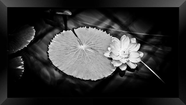 Sunlit Water Lily Framed Print by Mark Llewellyn