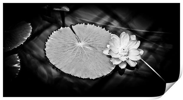 Sunlit Water Lily Print by Mark Llewellyn