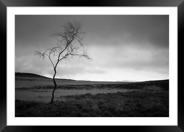 Tree, Curbar Edge Framed Mounted Print by Andy Stafford