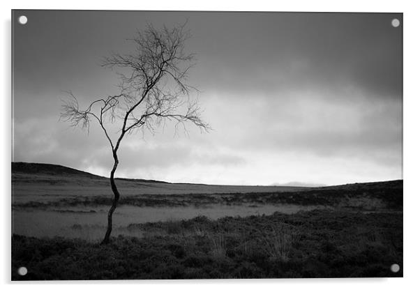 Tree, Curbar Edge Acrylic by Andy Stafford