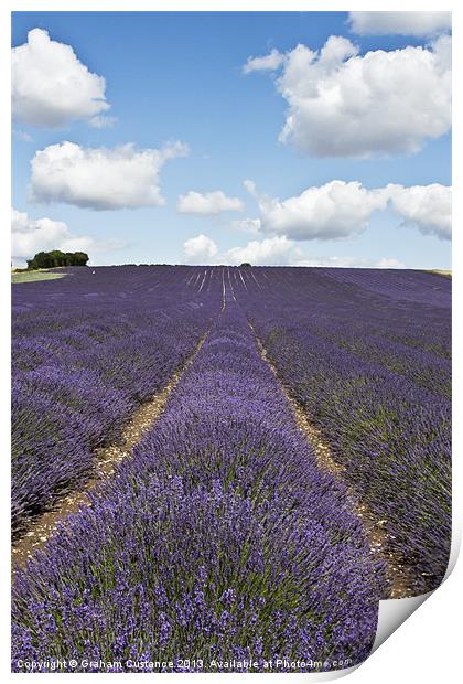 Lavender Field Print by Graham Custance