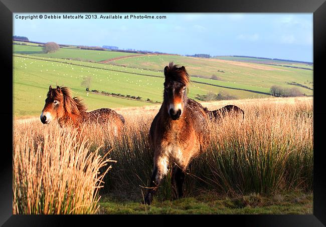 Ponies on Exmoor Framed Print by Debbie Metcalfe