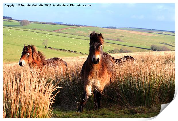 Ponies on Exmoor Print by Debbie Metcalfe