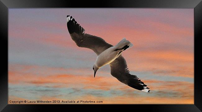 Sunset Seagull Framed Print by Laura Witherden
