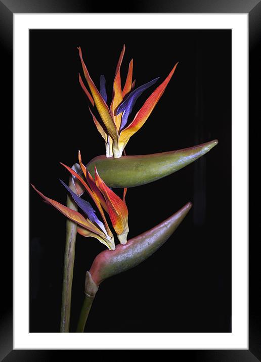 BIRD OF PARADISE Framed Mounted Print by Gillian Sweeney