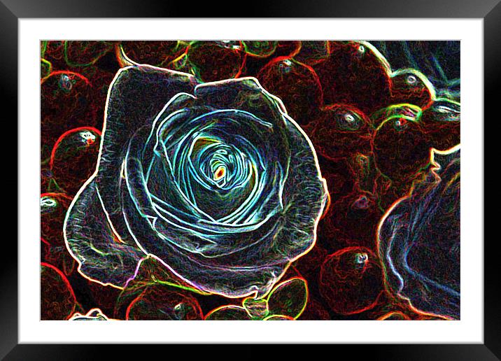 GLOWING ROSE Framed Mounted Print by Gillian Sweeney