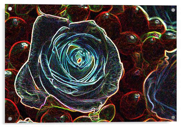 GLOWING ROSE Acrylic by Gillian Sweeney
