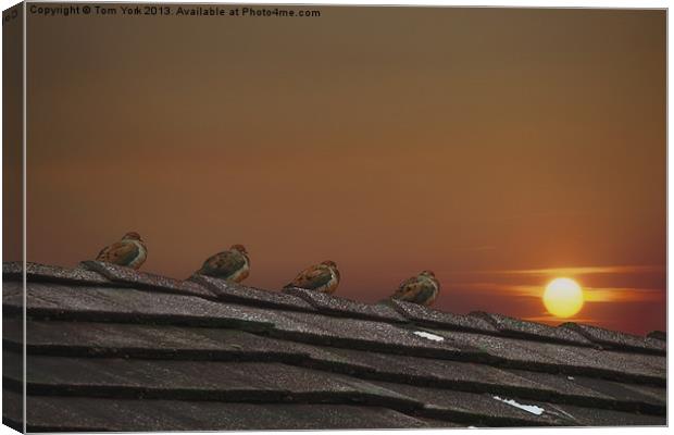 FOUR FINE FEATHERED FRIENDS Canvas Print by Tom York