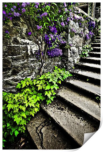 the garden steps Print by meirion matthias