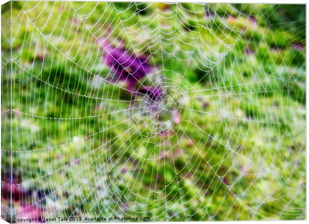Through the cobweb Canvas Print by Janet Tate