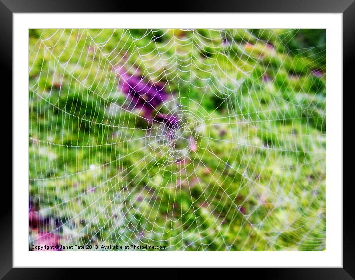 Through the cobweb Framed Mounted Print by Janet Tate
