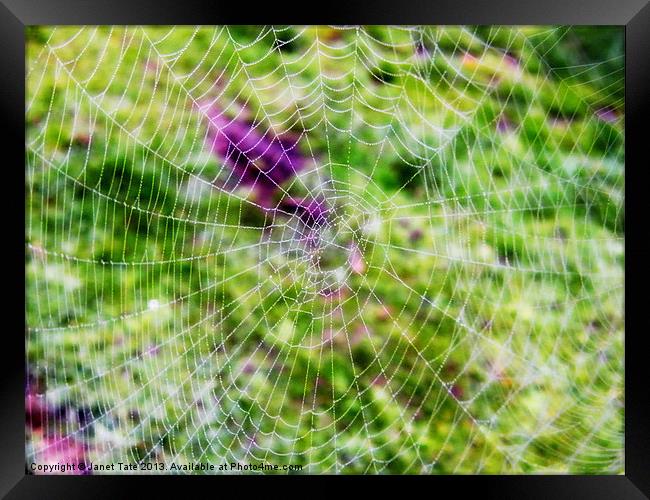 Through the cobweb Framed Print by Janet Tate