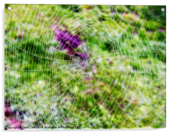 Through the cobweb Acrylic by Janet Tate