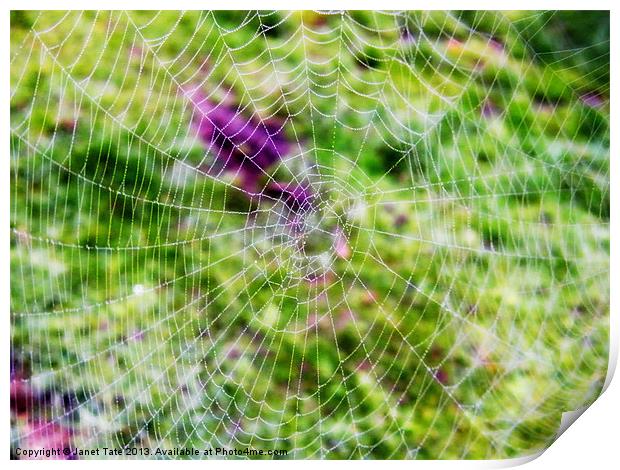 Through the cobweb Print by Janet Tate