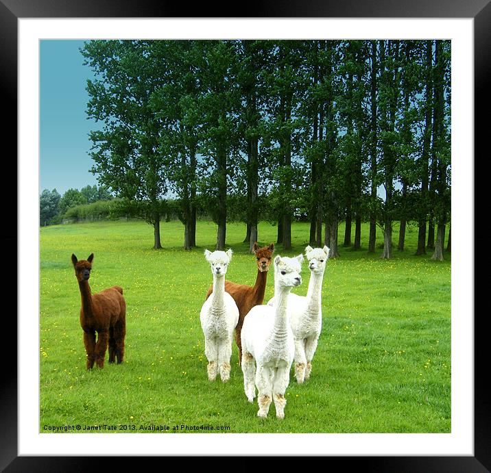 Alpacas Framed Mounted Print by Janet Tate