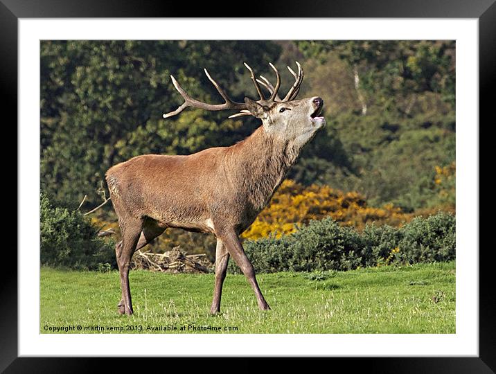 Roaring Stag Framed Mounted Print by Martin Kemp Wildlife