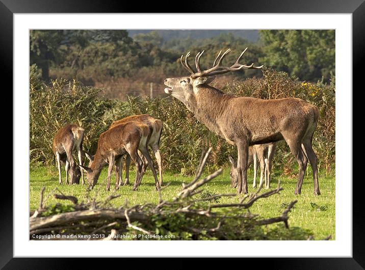 Stag and Hinds Framed Mounted Print by Martin Kemp Wildlife