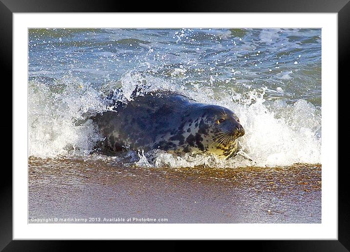 Seal Surfing Framed Mounted Print by Martin Kemp Wildlife