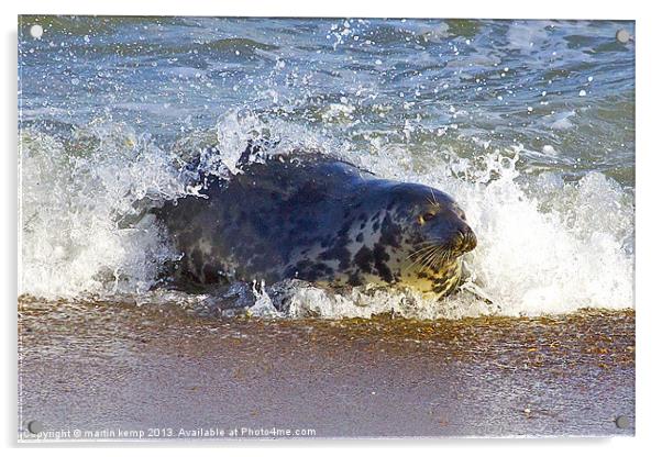 Seal Surfing Acrylic by Martin Kemp Wildlife