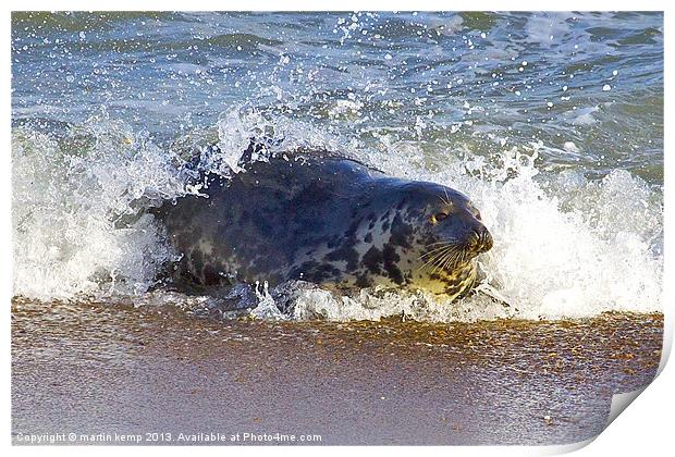 Seal Surfing Print by Martin Kemp Wildlife
