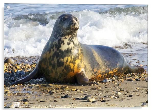 Grey Seal Acrylic by Martin Kemp Wildlife