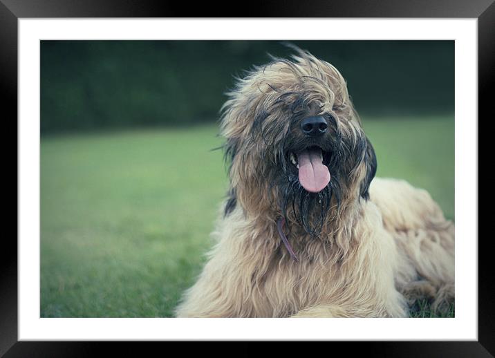 Playful Briard. Framed Mounted Print by Alex Tenters