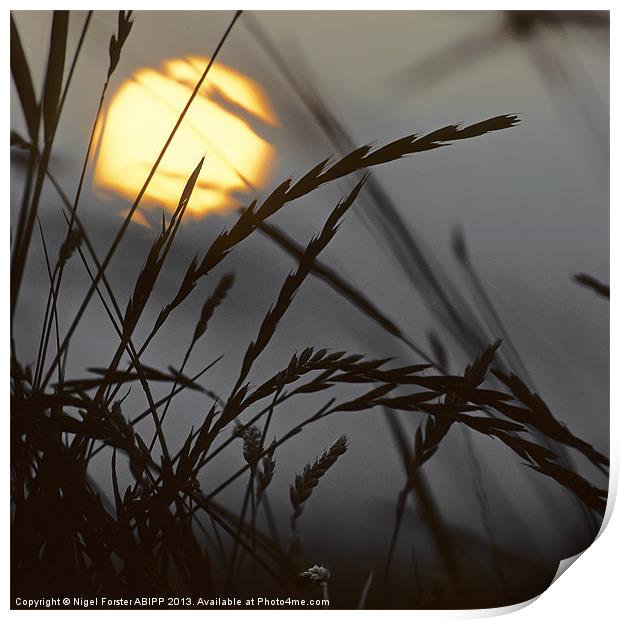 Barley Dawn Print by Creative Photography Wales