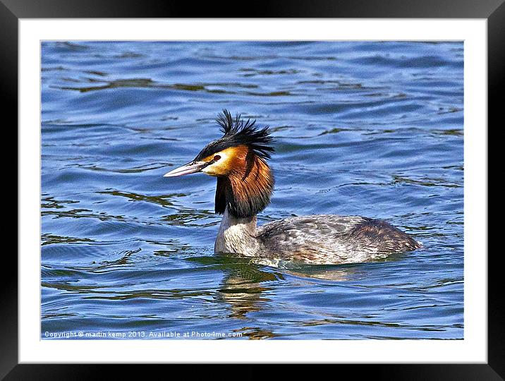 Great Crested Grebe Framed Mounted Print by Martin Kemp Wildlife