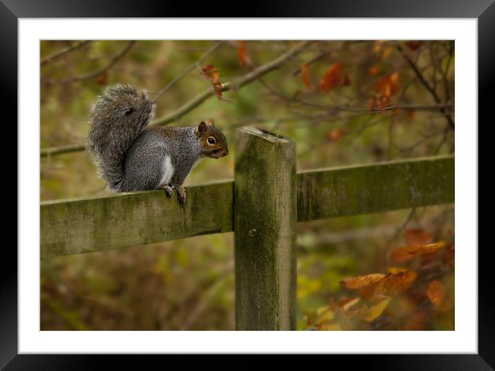 Autumn Squirrel Framed Mounted Print by Simon West