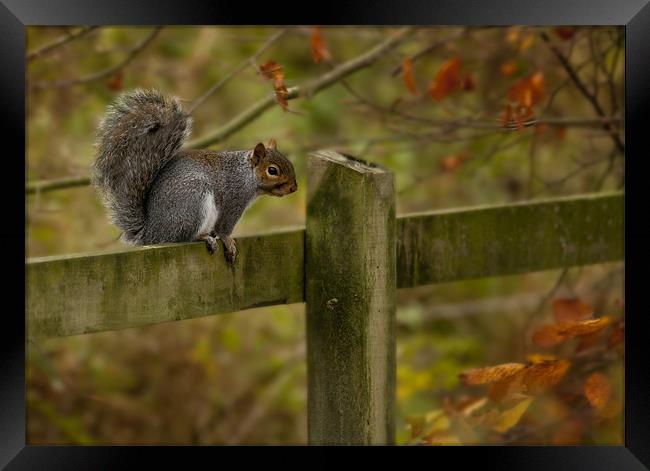 Autumn Squirrel Framed Print by Simon West
