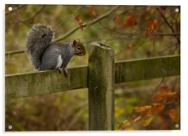 Autumn Squirrel Acrylic by Simon West