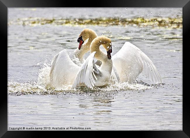 Dancing Swans Framed Print by Martin Kemp Wildlife