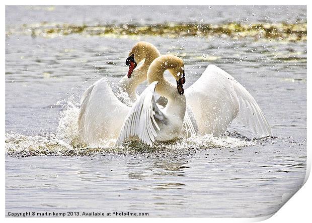 Dancing Swans Print by Martin Kemp Wildlife