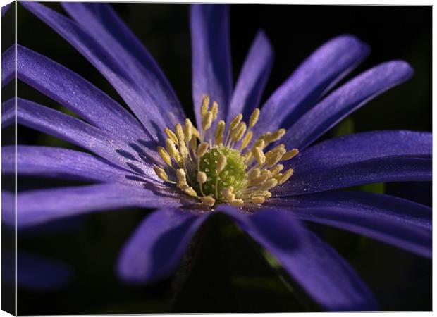 Anemone Blanda Canvas Print by Pawel Juszczyk