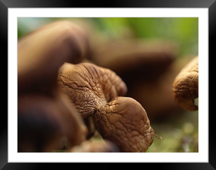 Mushrooms Framed Mounted Print by Pawel Juszczyk