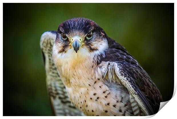 Peregrine Falcon Print by Mark Llewellyn