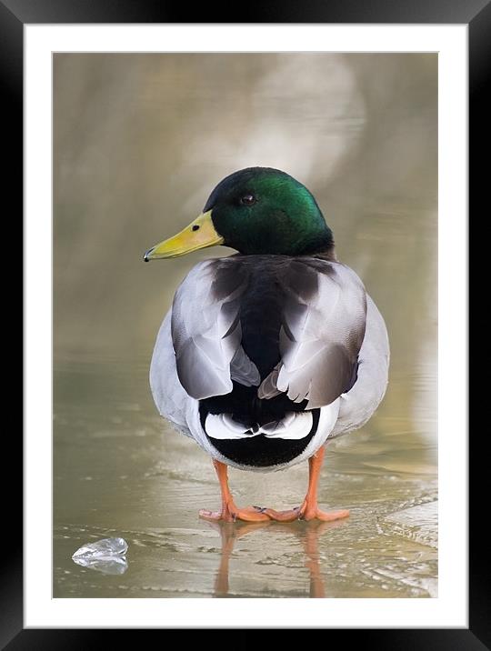 Did you put this ice here Framed Mounted Print by Mike Gorton