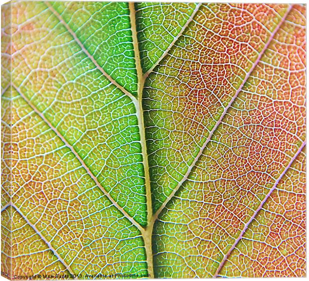 Leaf Detail Canvas Print by Mark  F Banks