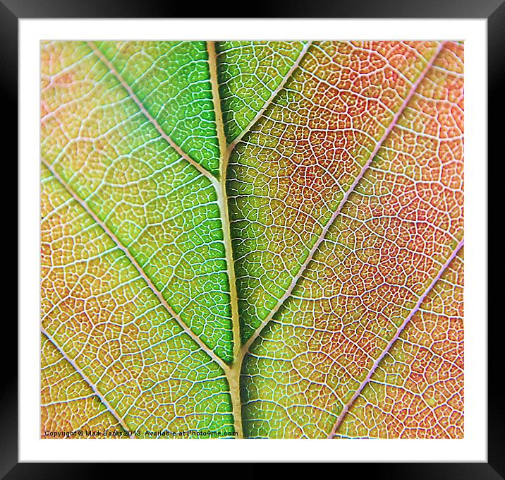 Leaf Detail Framed Mounted Print by Mark  F Banks