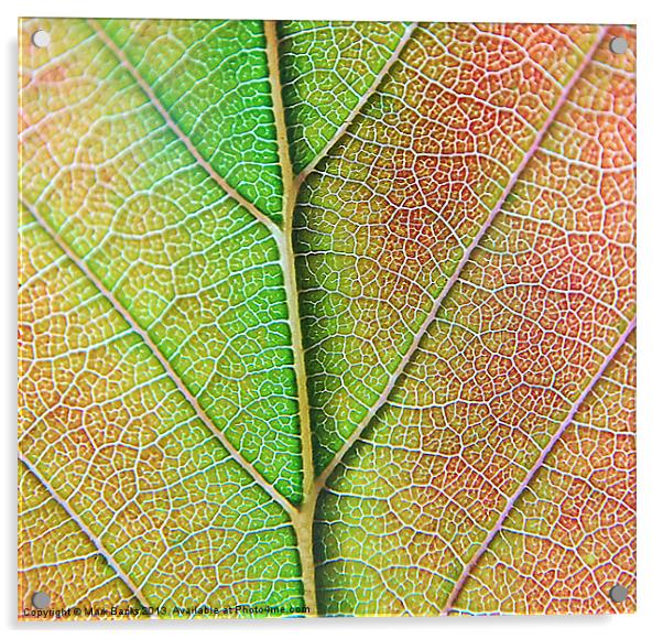 Leaf Detail Acrylic by Mark  F Banks