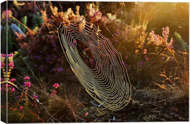 Spiderweb in the Evening Sun Canvas Print by Mark  F Banks