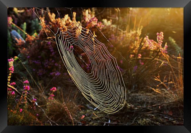 Spiderweb in the Evening Sun Framed Print by Mark  F Banks