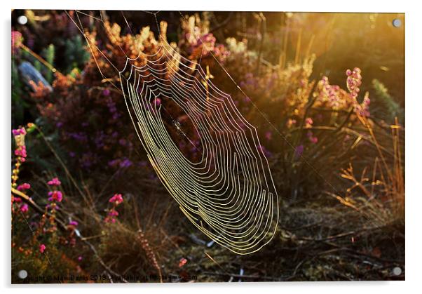Spiderweb in the Evening Sun Acrylic by Mark  F Banks