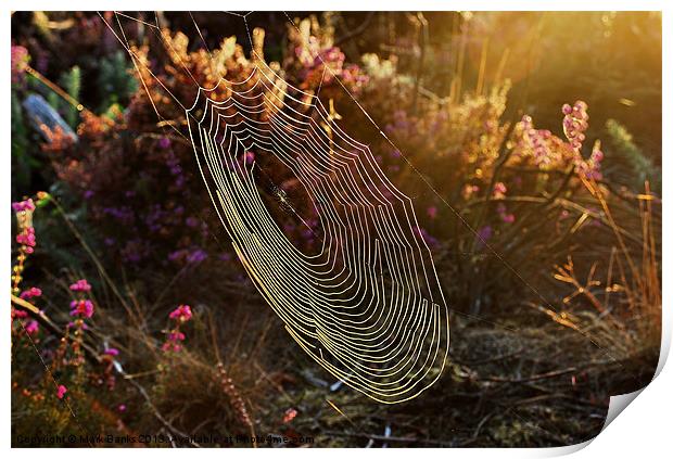 Spiderweb in the Evening Sun Print by Mark  F Banks