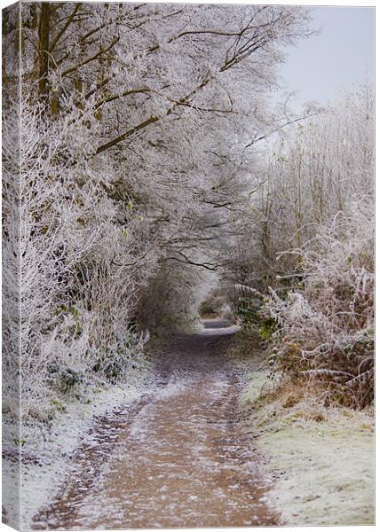 frosty woodland pathway Canvas Print by Dawn Cox