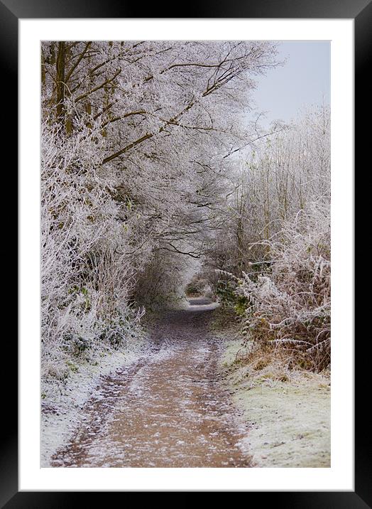 frosty woodland pathway Framed Mounted Print by Dawn Cox